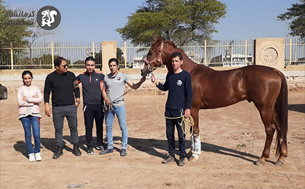 باشگاه سوارکاری فرجام یک رو ببین چه کرده !!!